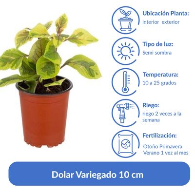 Imagen 2 del producto Dolar Variegado 10 cm Natural CT12