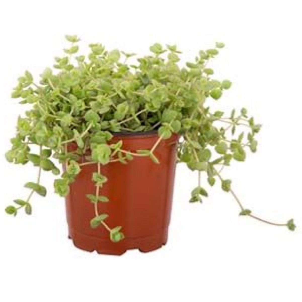 LAS BANDURRIAS - Crassula Pellucida 5 cm Natural CT12