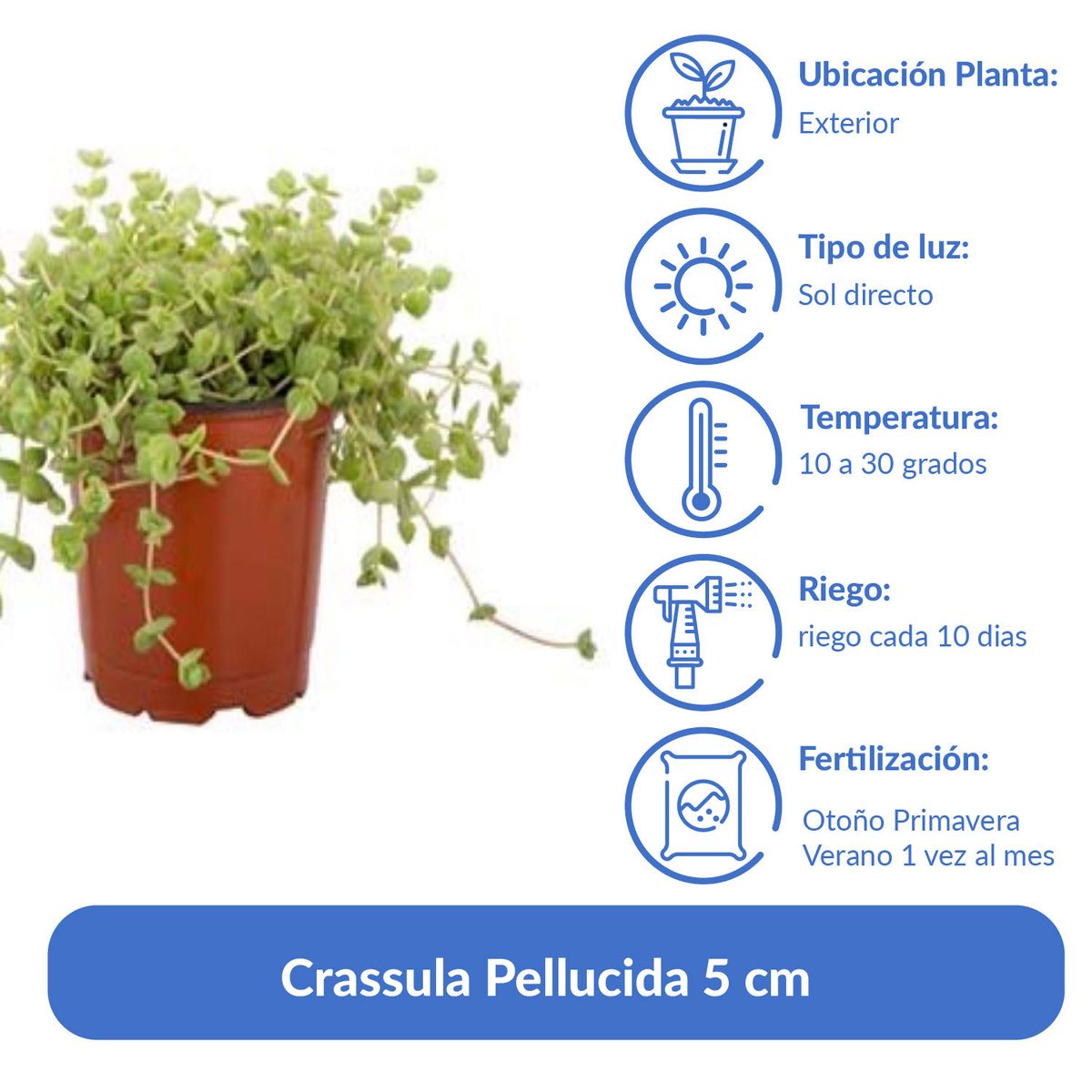 LAS BANDURRIAS - Crassula Pellucida 5 cm Natural CT12