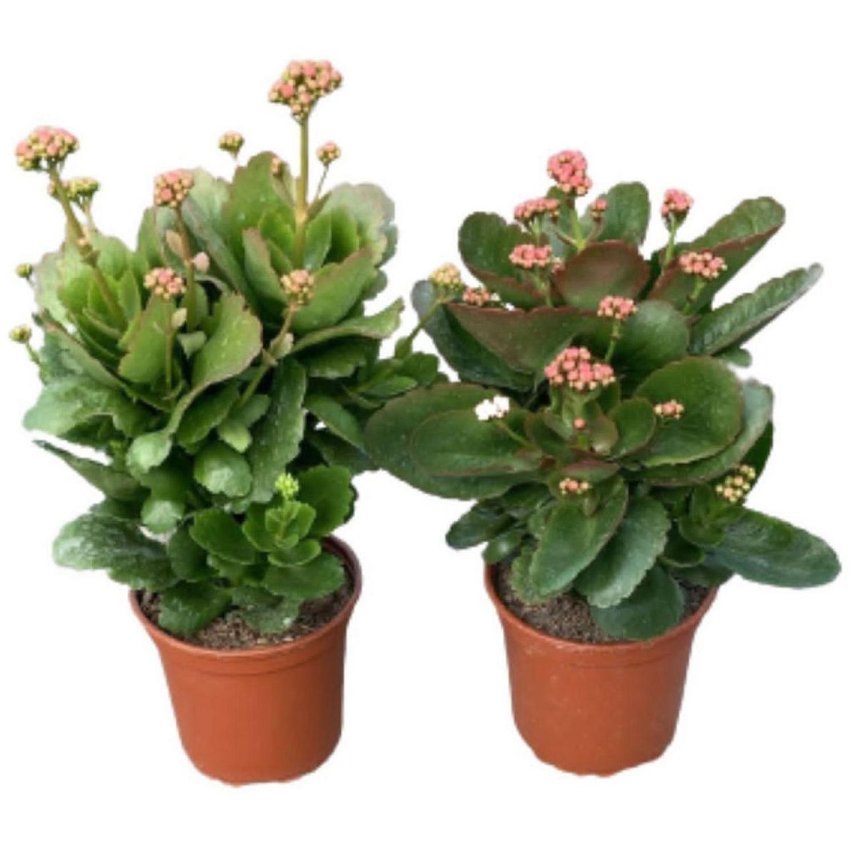 LAS BANDURRIAS - Calandiva 10 cm Natural CT13