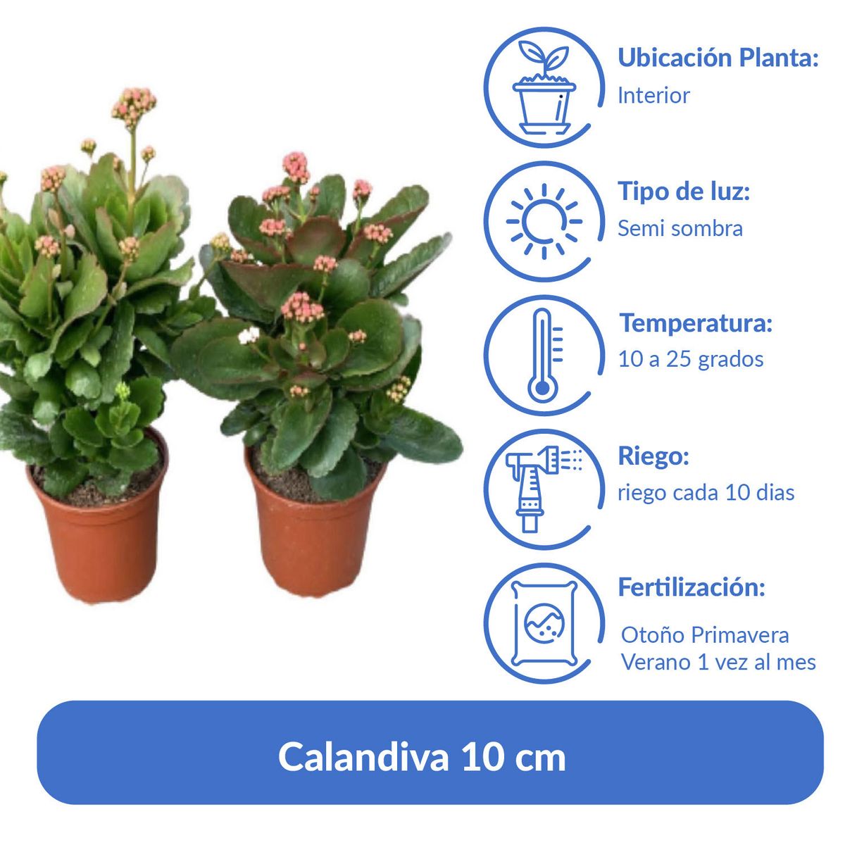 LAS BANDURRIAS - Calandiva 10 cm Natural CT13