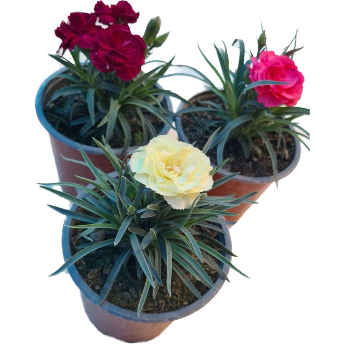 LAS BANDURRIAS - Clavel Enano 10 cm Natural CT13