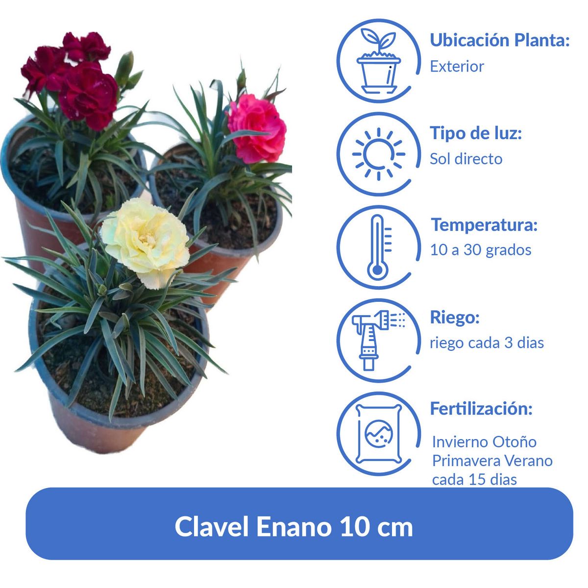 LAS BANDURRIAS - Clavel Enano 10 cm Natural CT13