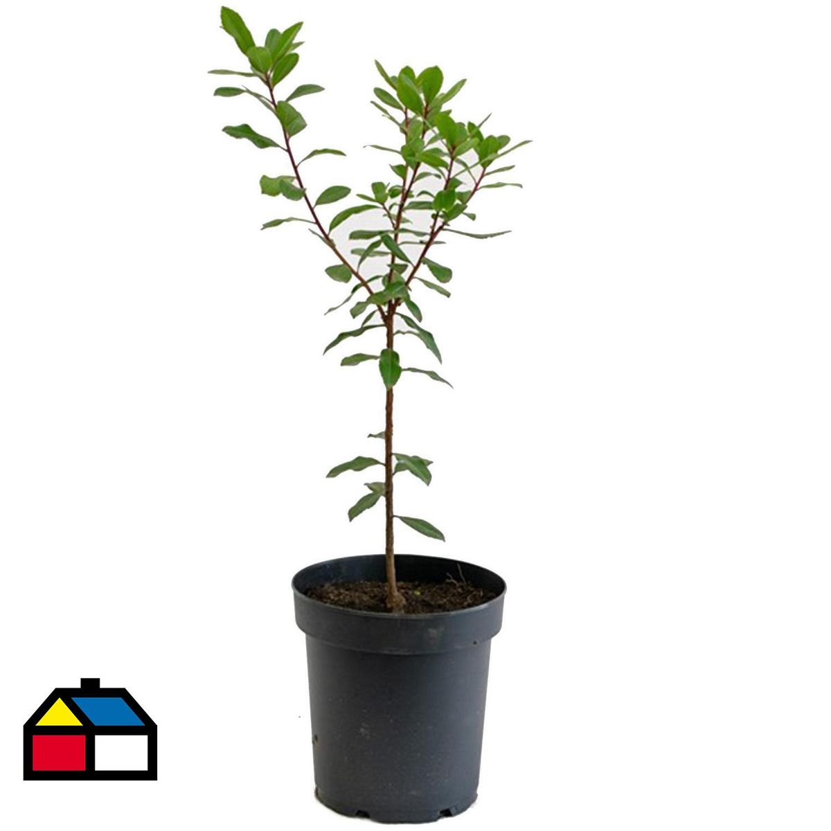 VIVERO LOS BOLDOS - Arbusto Madroño Natural 50 cm