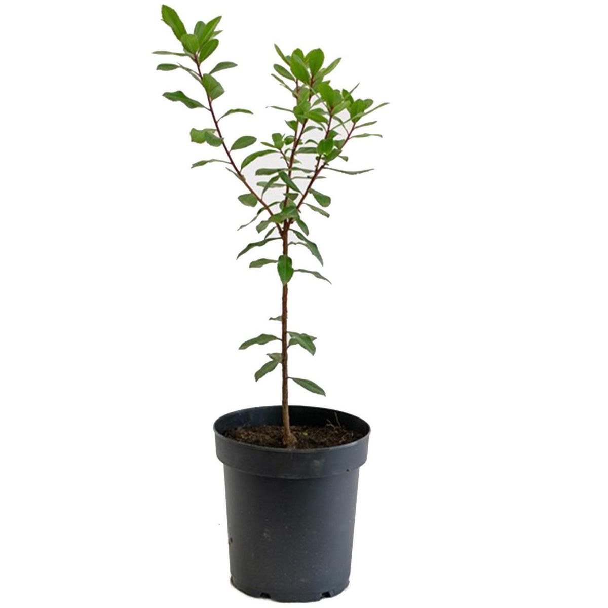 VIVERO LOS BOLDOS - Arbusto Madroño Natural 50 cm