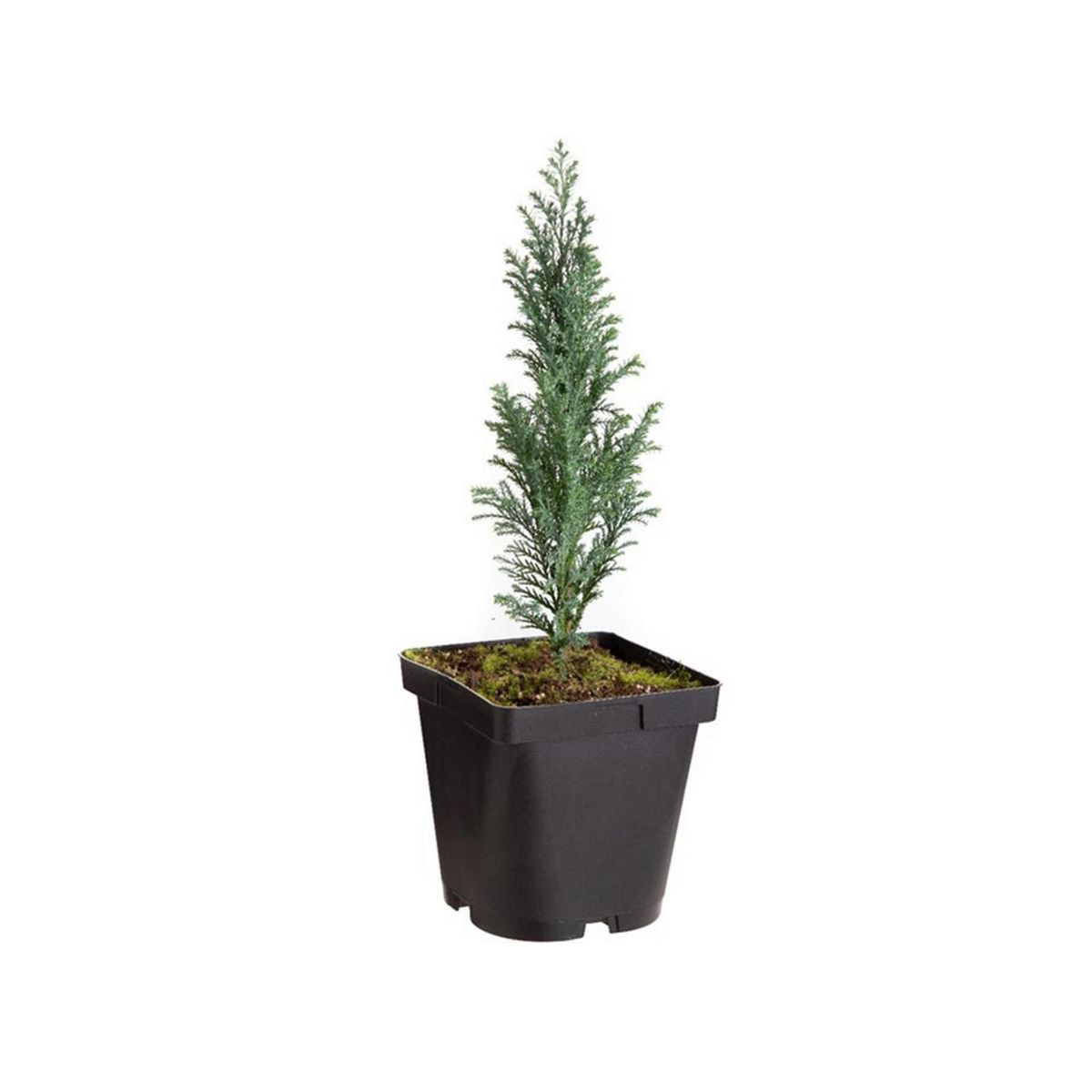 VIVEROS HIJUELAS - Pino Ellwoodii Natural 30 cm