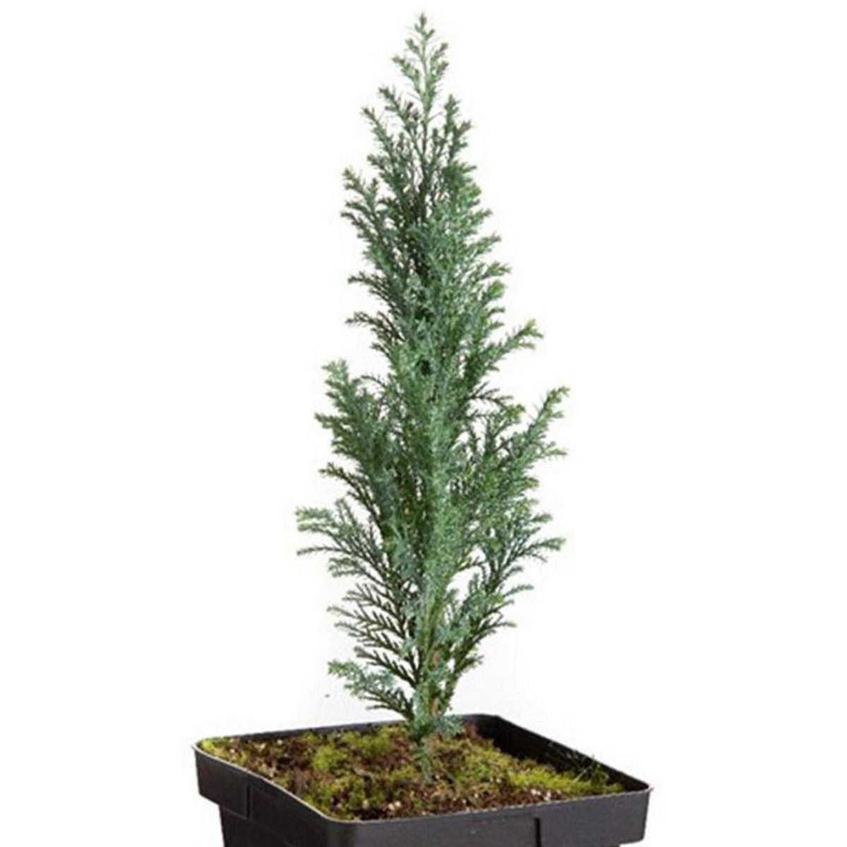 VIVEROS HIJUELAS - Pino Ellwoodii Natural 30 cm