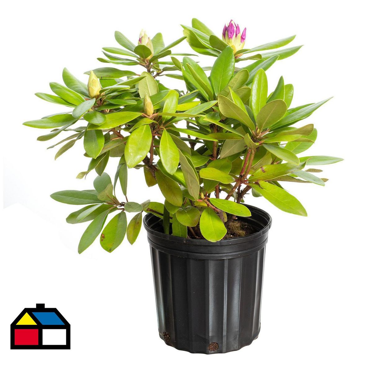 VIVEROS HIJUELAS - Rododendro 20 cm Natural CT15