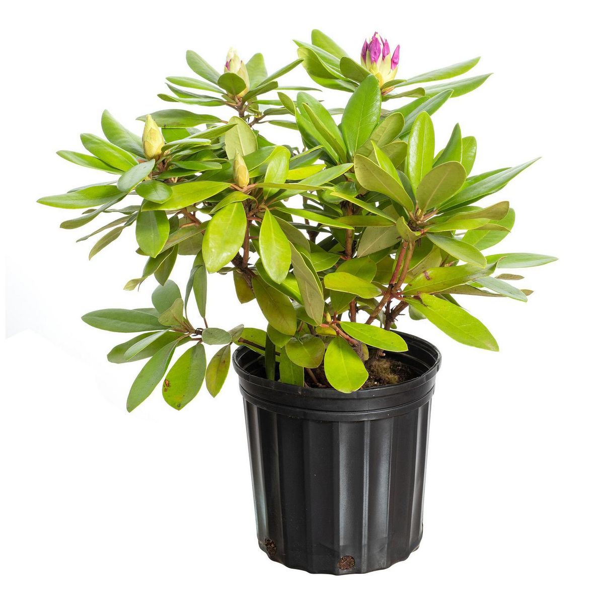 VIVEROS HIJUELAS - Rododendro 20 cm Natural CT15