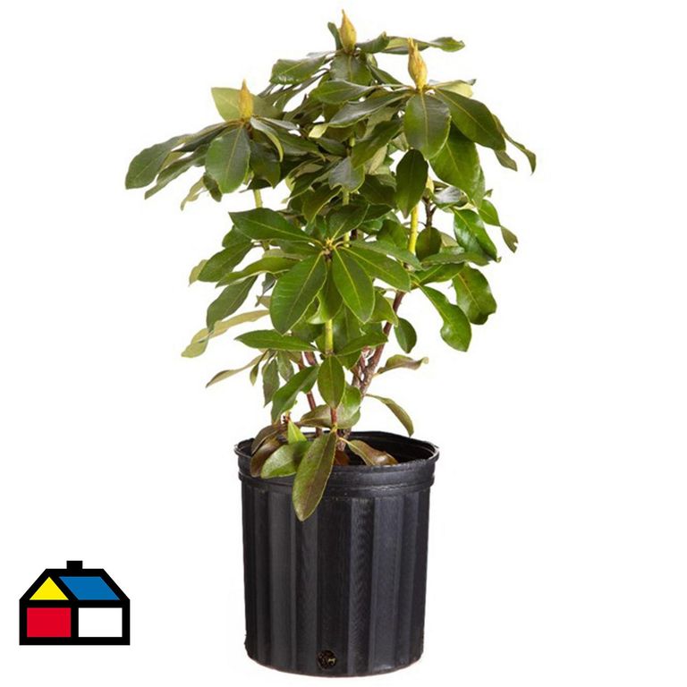 Rododendro 40 cm Natural CT19