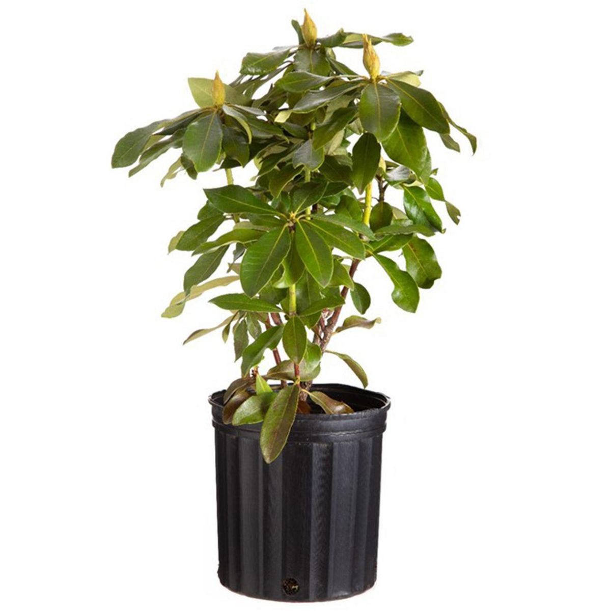 VIVEROS HIJUELAS - Rododendro 40 cm Natural CT19