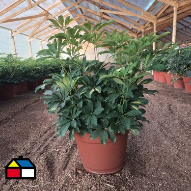Schefflera arboricola 70 cm CT32