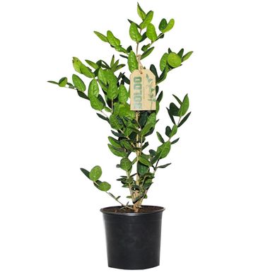 Boldo Ramificado 35 cm Natural CT15