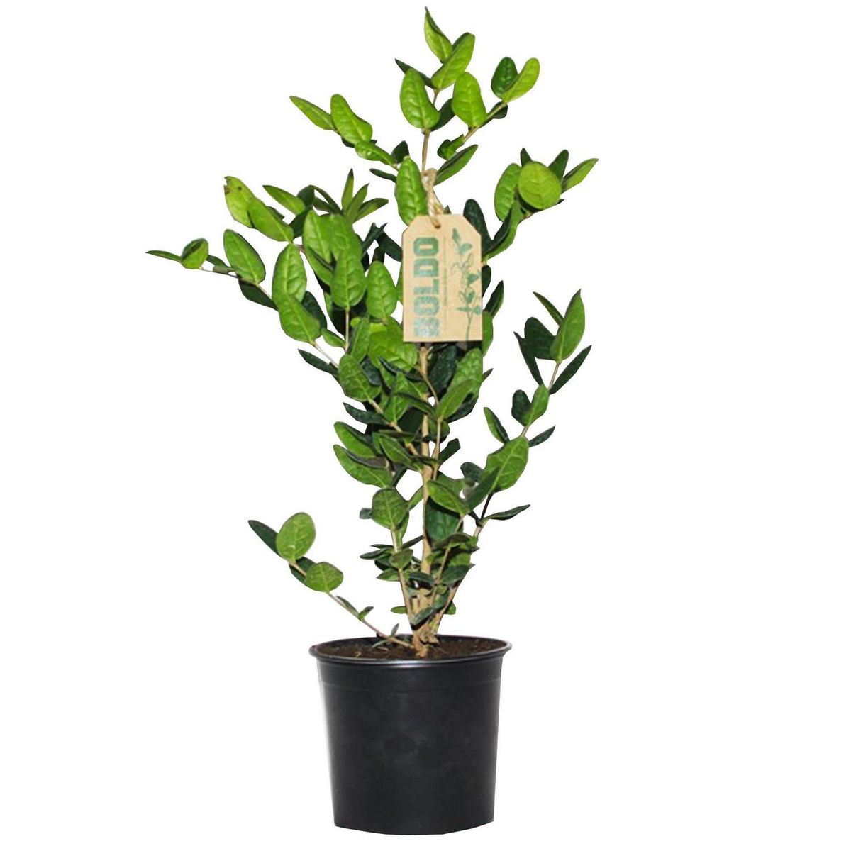 GENERICO - Boldo Ramificado 35 cm Natural CT15