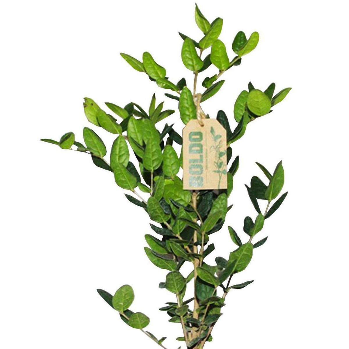 GENERICO - Boldo Ramificado 35 cm Natural CT15