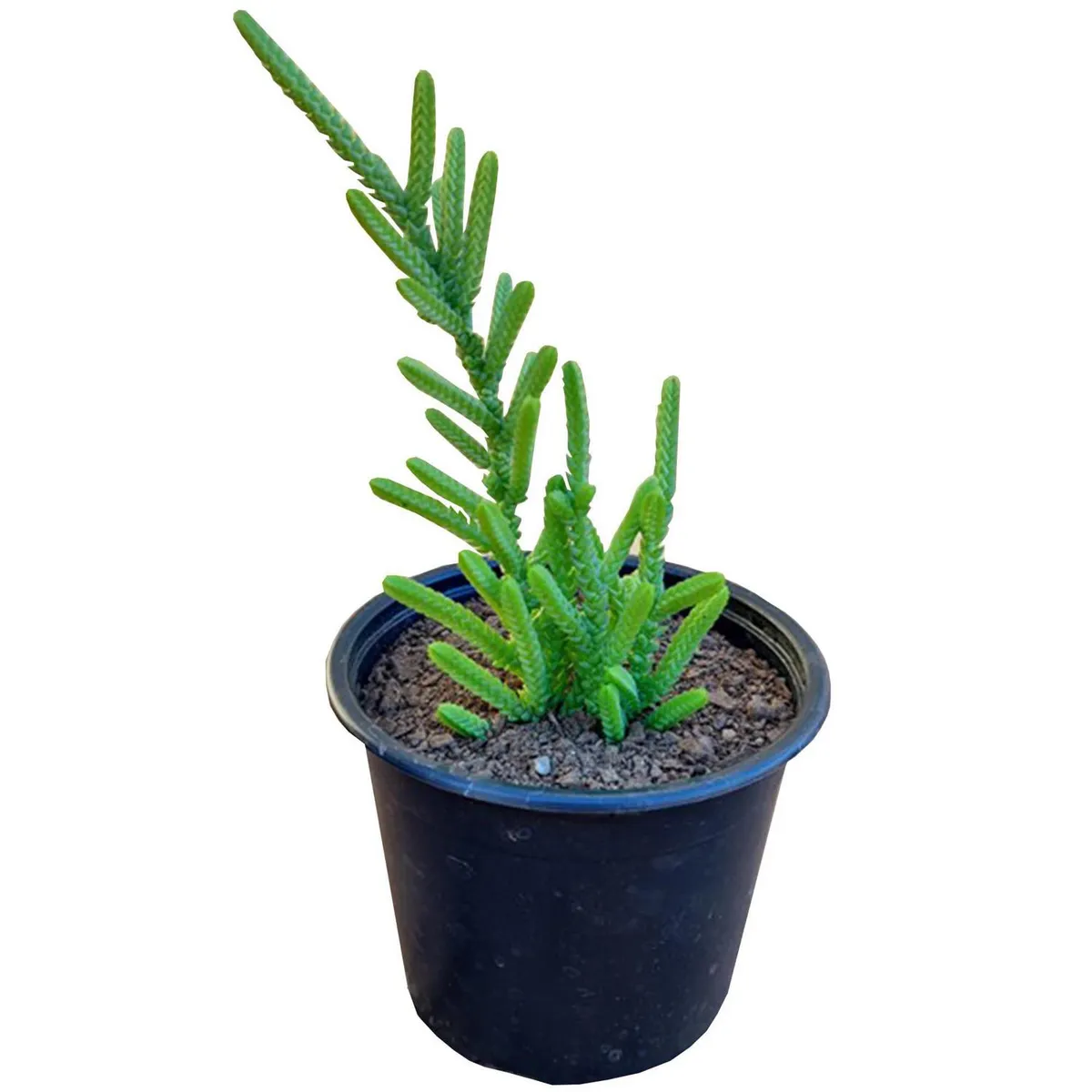 FAMILY GARDEN VIVERO - Suculenta 7 cm Natural CT10