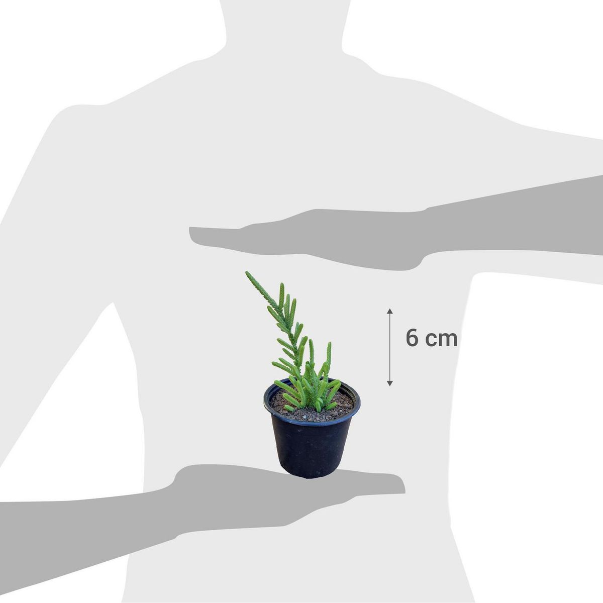 FAMILY GARDEN VIVERO - Suculenta 7 cm Natural CT10