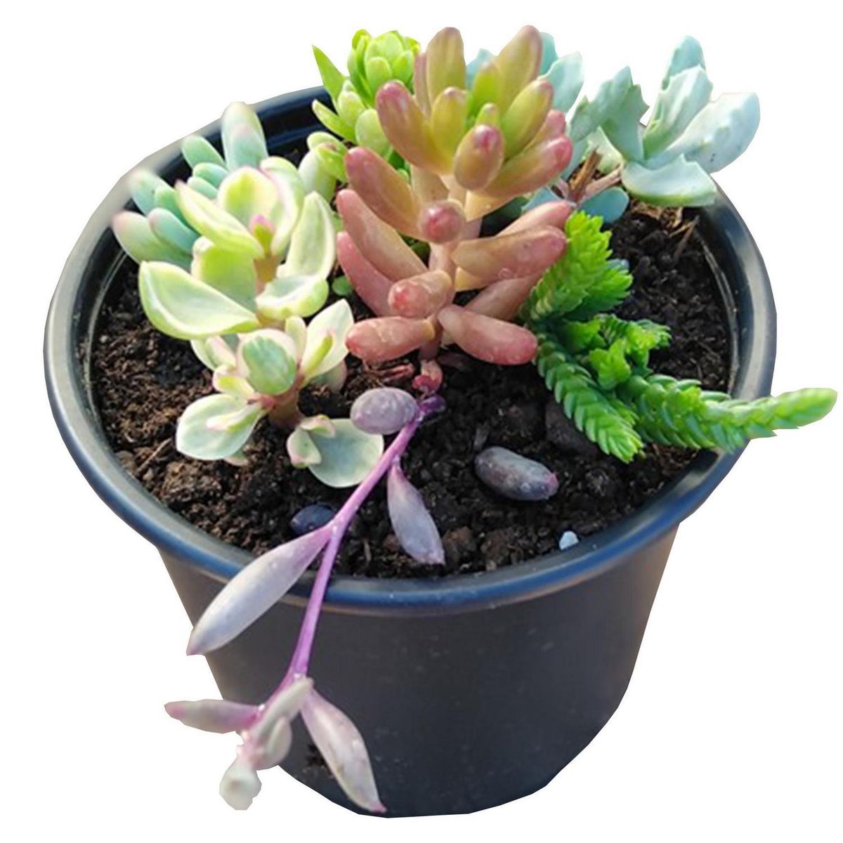 FAMILY GARDEN VIVERO - Mix Suculentas 4 cm Natural CT10