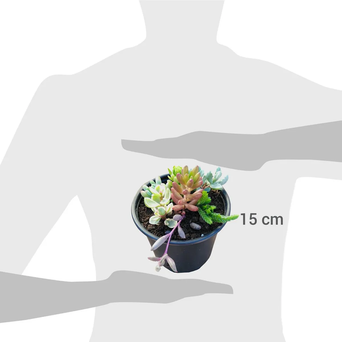 FAMILY GARDEN VIVERO - Mix Suculentas 4 cm Natural CT10