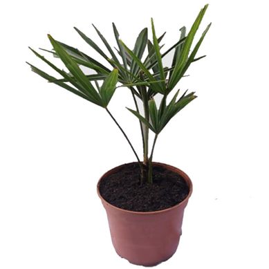 Palmera Trachycarpus 20 cm CT21