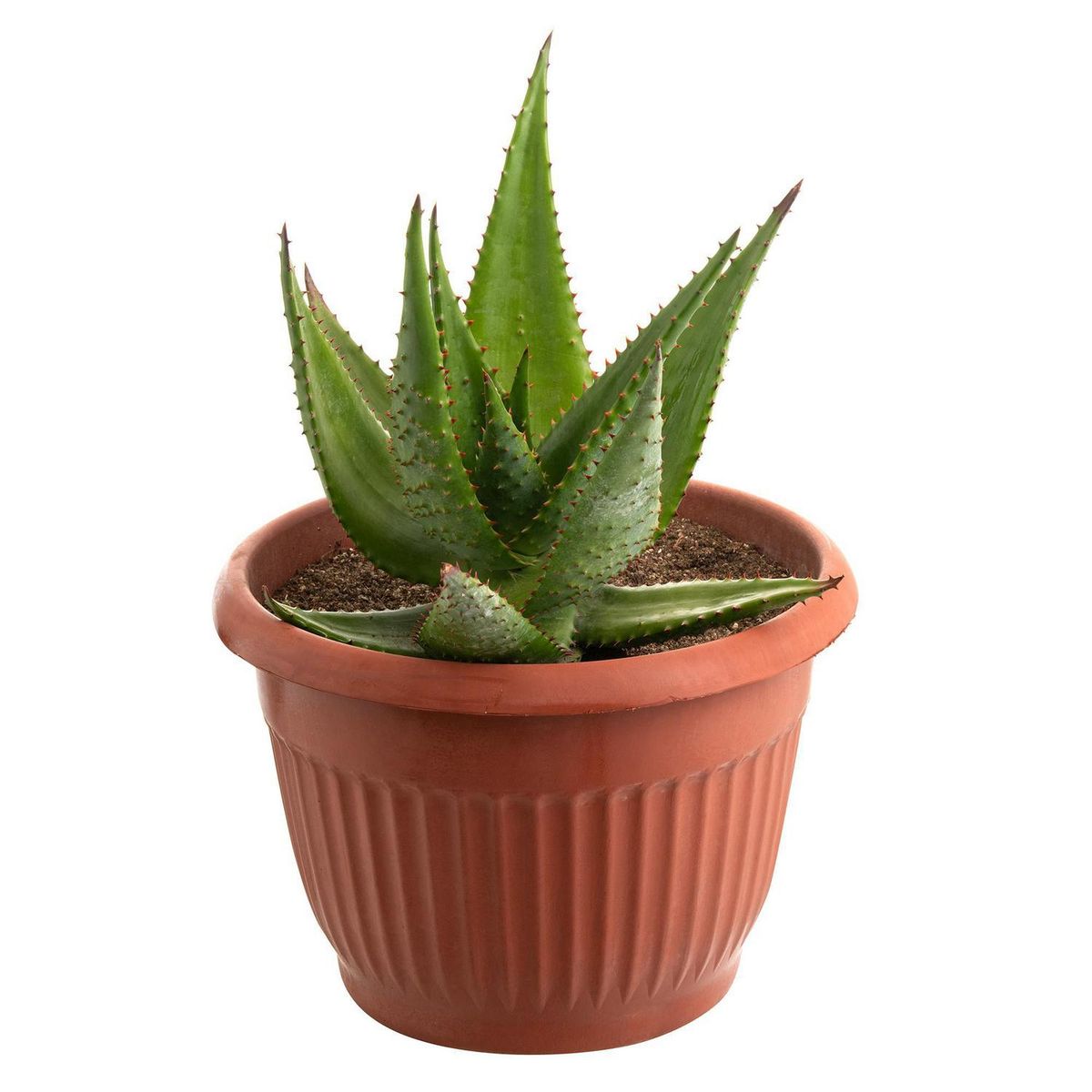 LAS BANDURRIAS - Aloe Ferox 30 cm Natural CT23