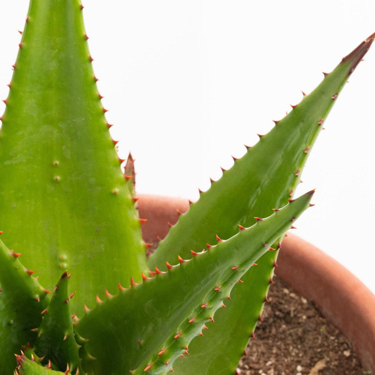 LAS BANDURRIAS - Aloe Ferox 30 cm Natural CT23