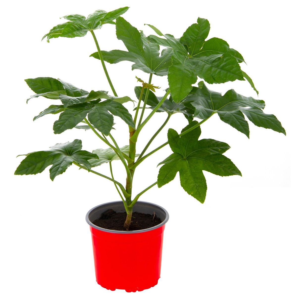 LAS BANDURRIAS - Aralia Japonica 25 cm Natural CT17