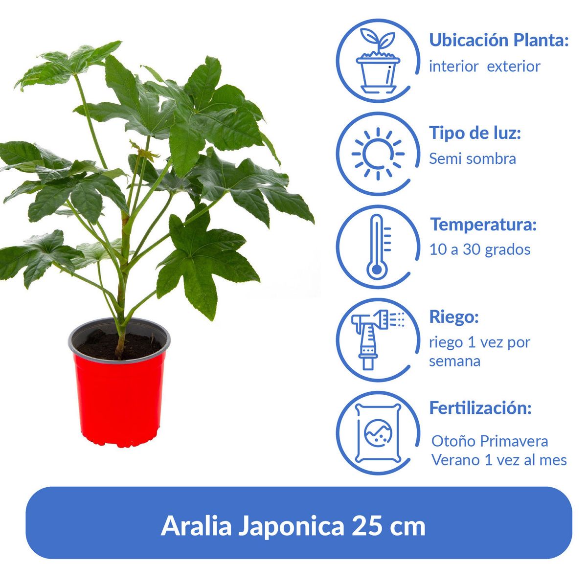 LAS BANDURRIAS - Aralia Japonica 25 cm Natural CT17
