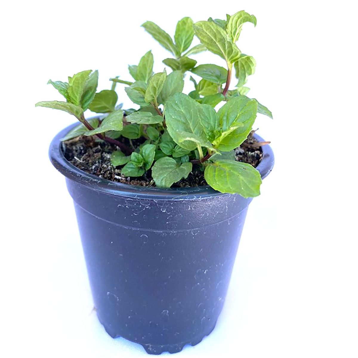 FLORES DE MI TIERRA - Menta 12 cm Natural CT10