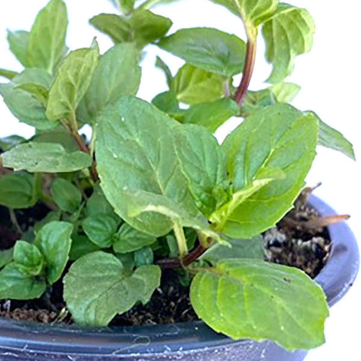 FLORES DE MI TIERRA - Menta 12 cm Natural CT10