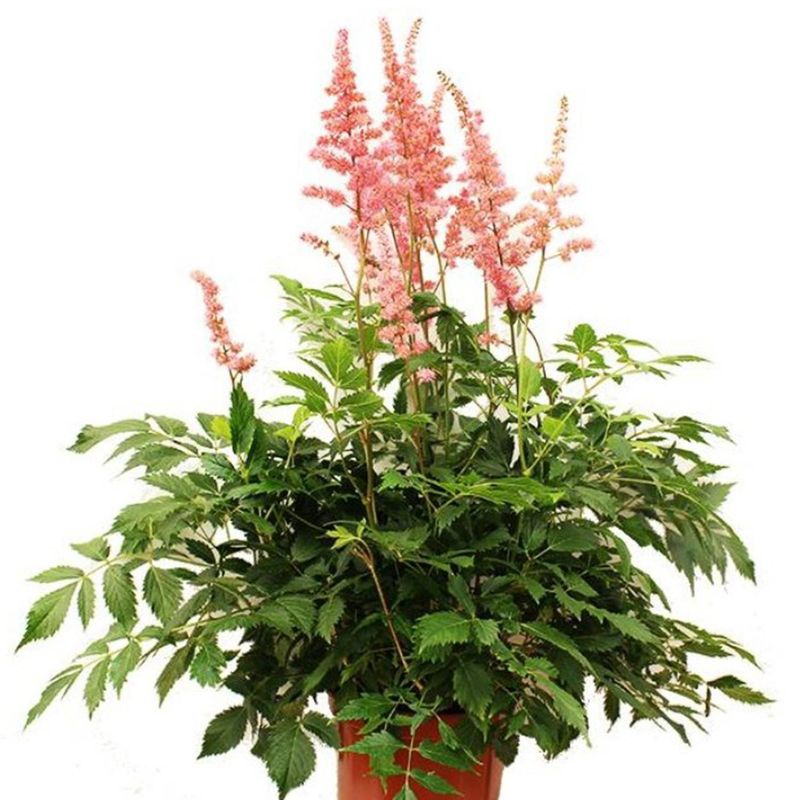 FLORES DE MI TIERRA - Astilbe 50 cm Natural CT21