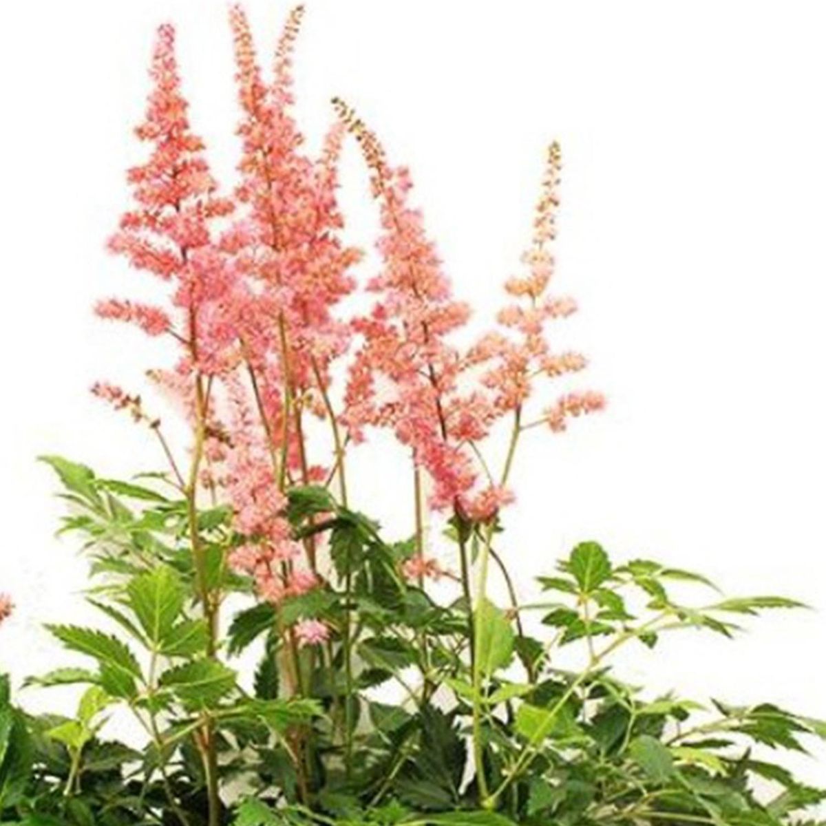 FLORES DE MI TIERRA - Planta Astilbe 50 cm Natural CT21