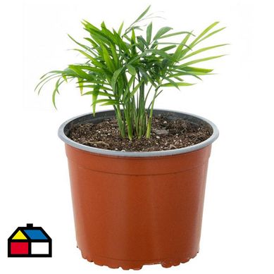 Palmera Neanthe Bell 10 cm CT17