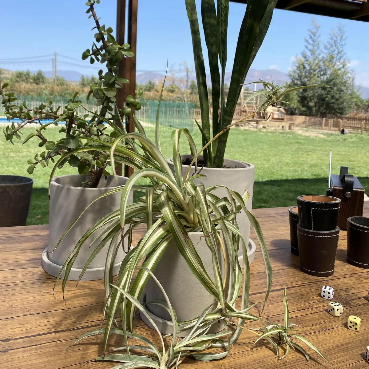 DECOGREEN - Set Macetero con Plato de Cemento 15x15 cm Cemento