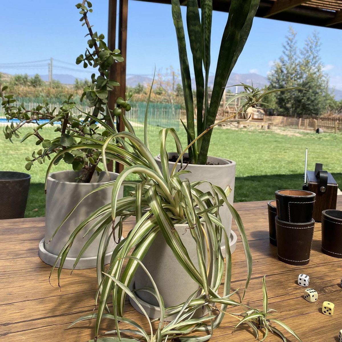 DECOGREEN - Set 3 Maceteros Cemento Cilindro con Plato S13x13, M15x15 y L18x18 cm