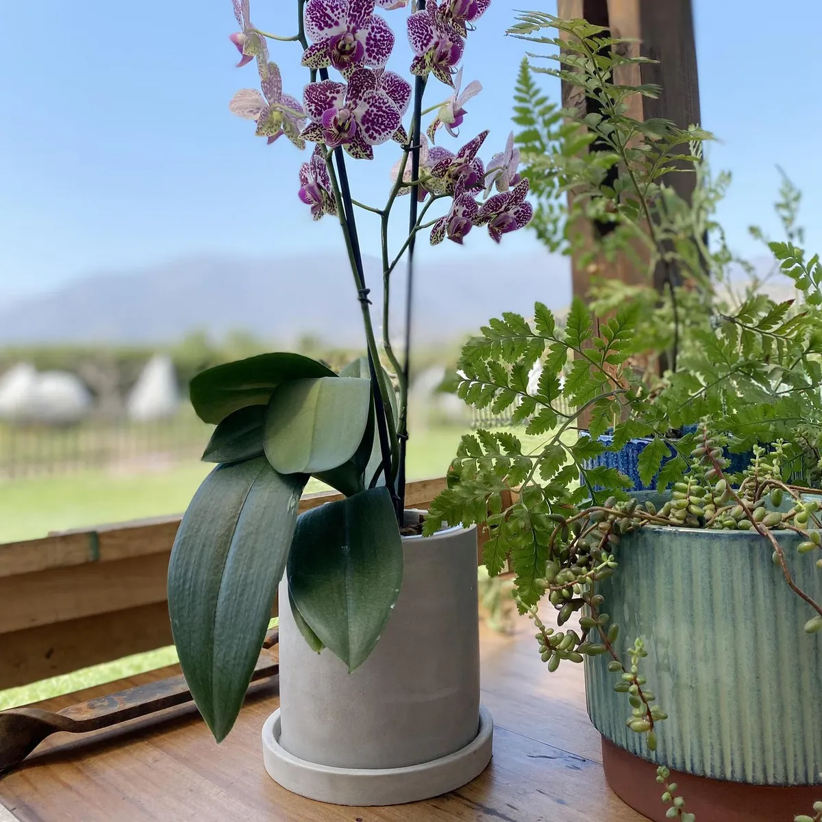 DECOGREEN - Set Macetero con Plato de Cemento 13x13 cm Cemento