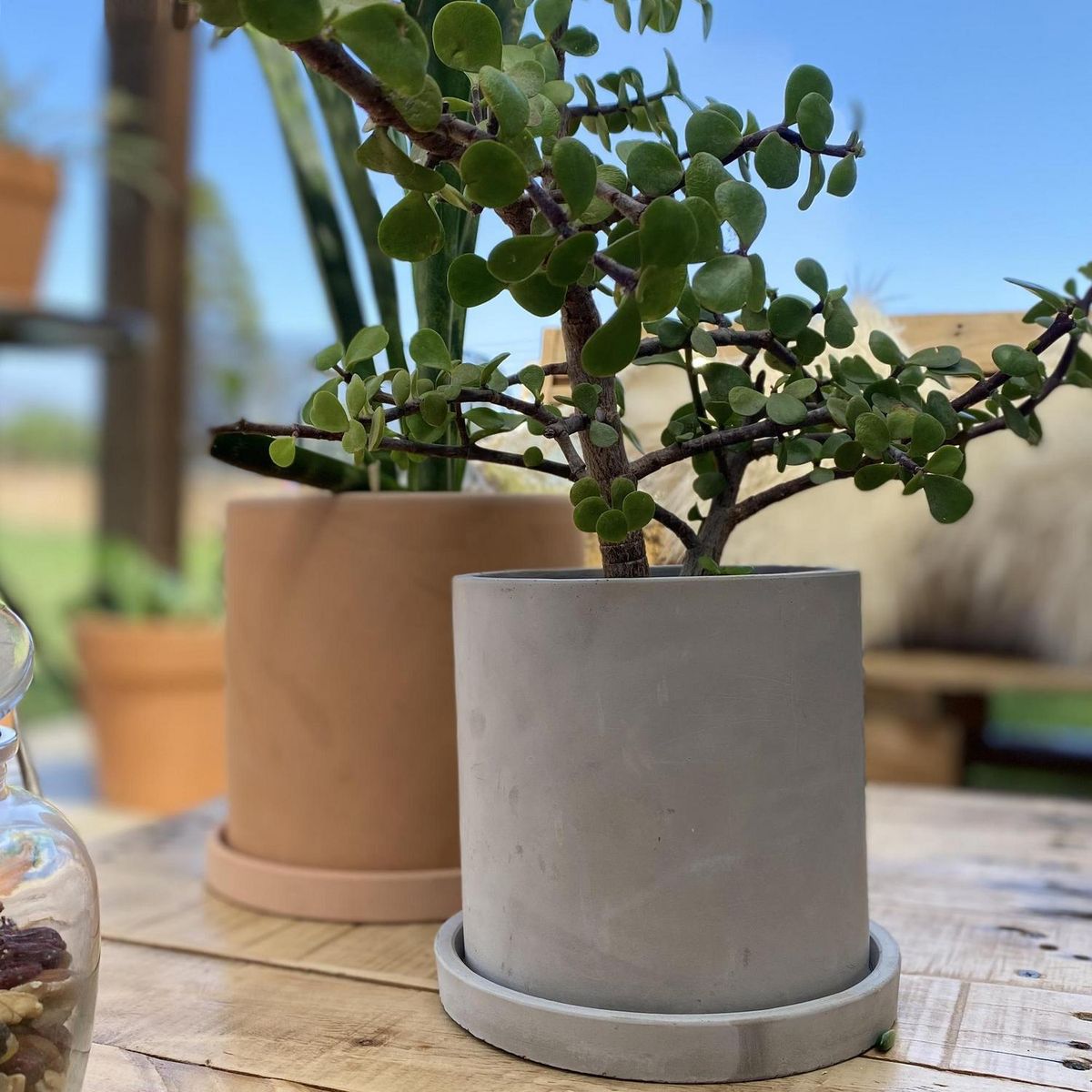 DECOGREEN - Set de 2 Maceteros Cemento Cilindro con Plato S 13x13 cm y M 15x15 cm