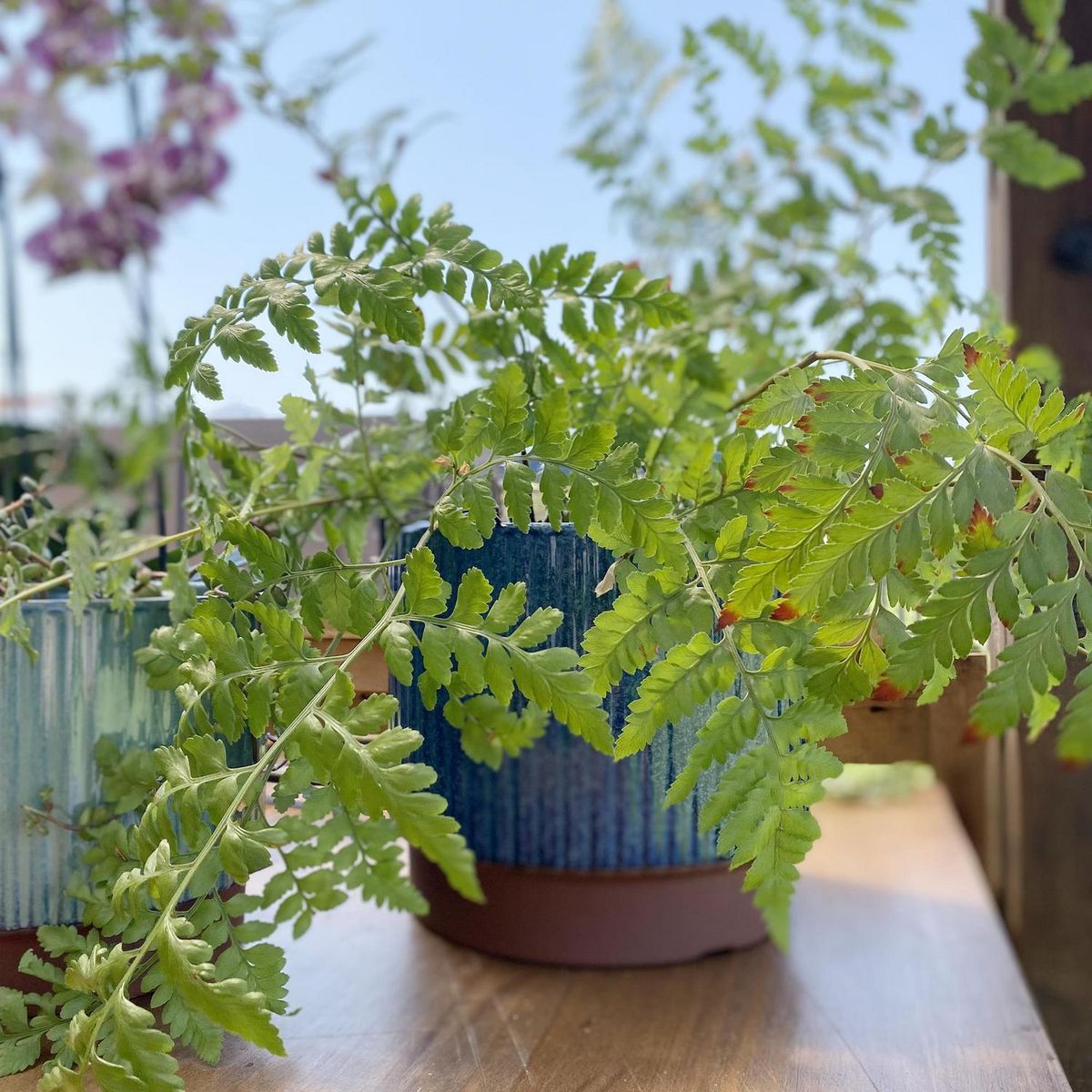 DECOGREEN - Macetero Terracota Indigo de Arcilla 45.5x12.4 azul blanco