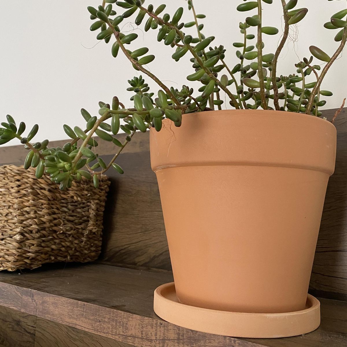 DECOGREEN - Macetero Terracota Clásica de Arcilla 15.5x12.4 Terracota