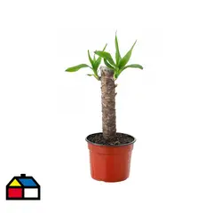 VIVEROS HIJUELAS - Yuca 25 cm Natural CT14