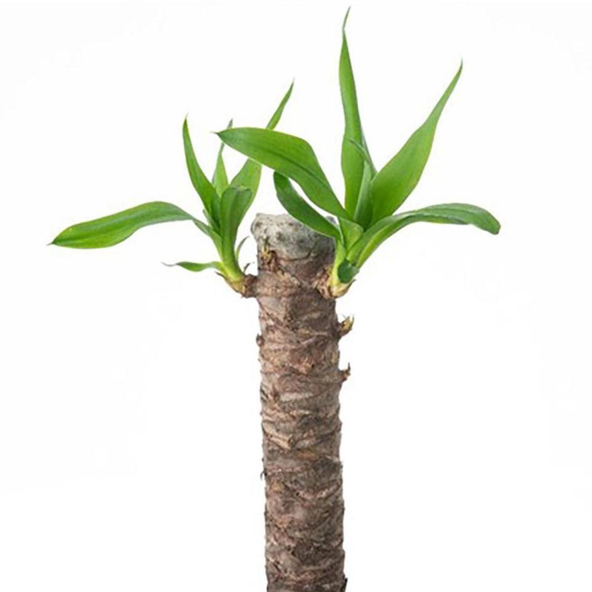 VIVEROS HIJUELAS - Yuca 25 cm Natural CT14