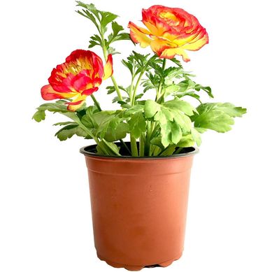 Ranunculo 25 cm Natural CT13