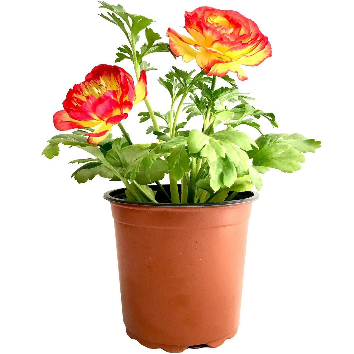 FLORES DE MI TIERRA - Ranunculo 25 cm Natural CT13