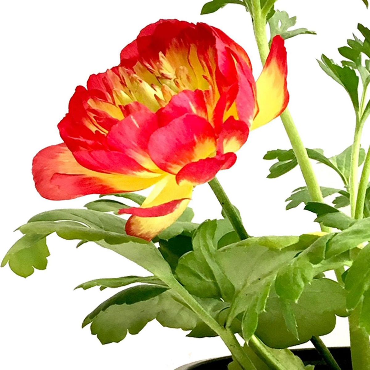 FLORES DE MI TIERRA - Ranunculo 25 cm Natural CT13