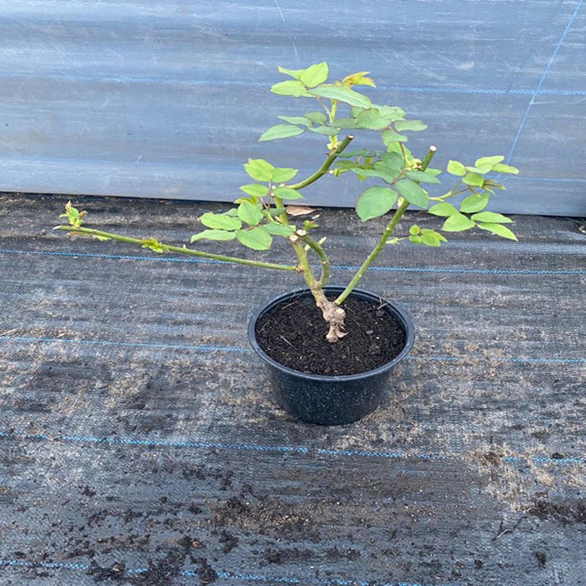 GENERICO - Rosa Natural 60 cm