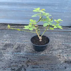 GENERICO - Rosa Natural 60 cm