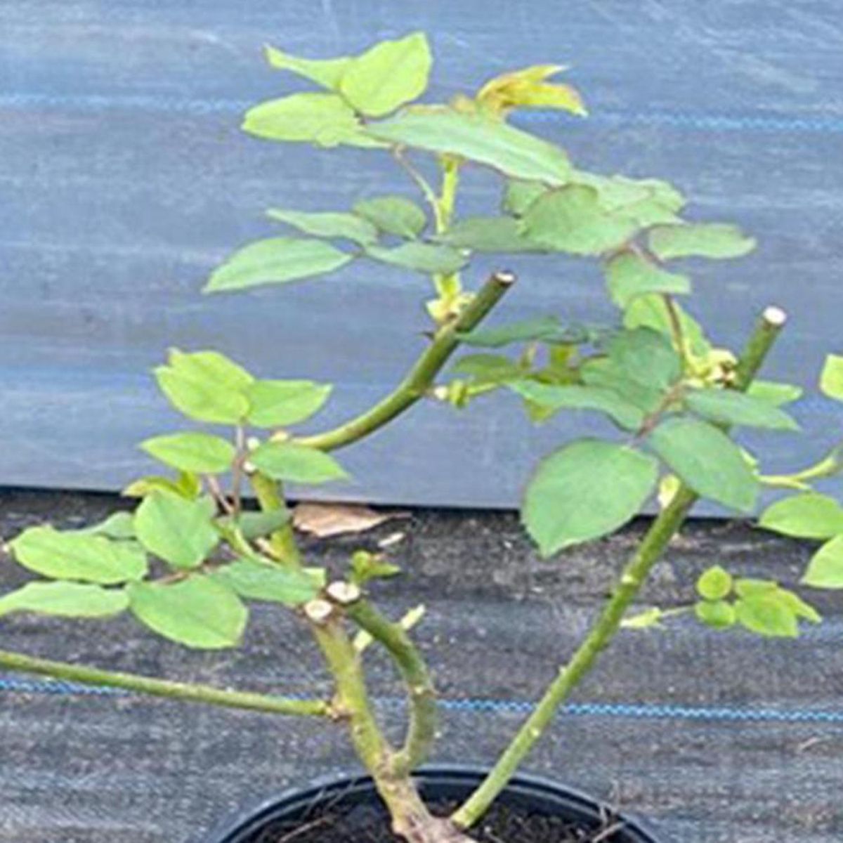 GENERICO - Rosa Natural 60 cm