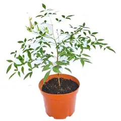 LAS BANDURRIAS - Nandina Doméstica 30 cm Natural CT17