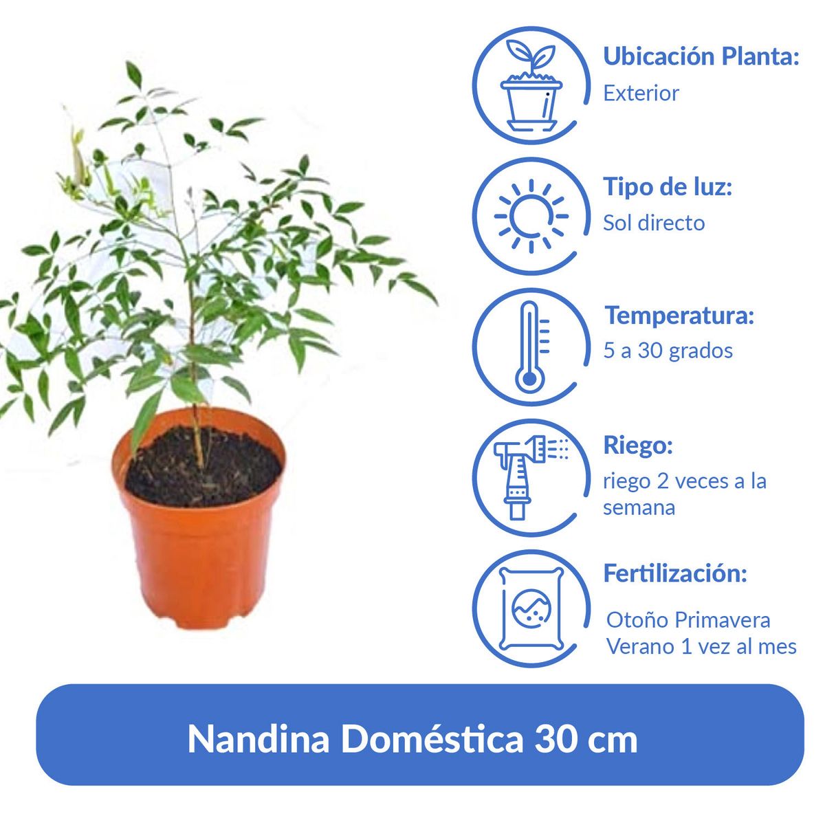 LAS BANDURRIAS - Nandina Doméstica 30 cm Natural CT17