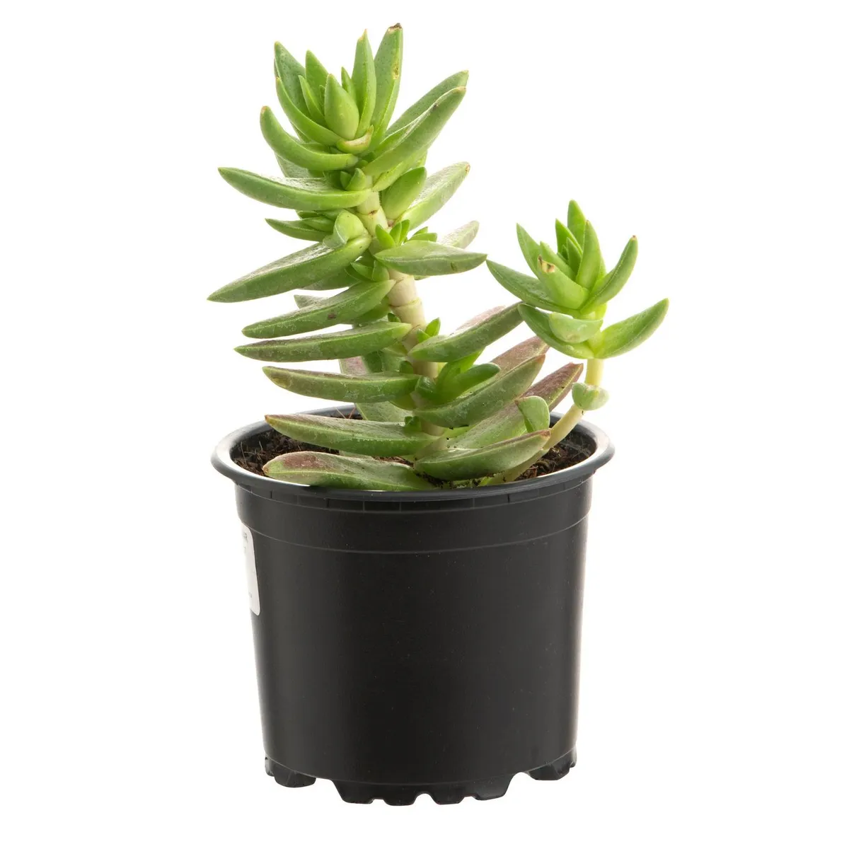 LAS BANDURRIAS - Suculenta Variedad 5 cm Natural CT10